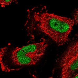 CBLN3 Antibody, Novus Biologicals 0.1mL; Unlabeled:Antibodies, Polyclonal